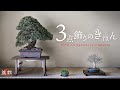 【初心者】3点飾り基本を学んで盆栽を飾ろう！【盆栽Q】How to decorate 3 bonsai