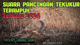 Suara Pancingan Tekukur Pikat Terbaru 2024 Fersi My Tekukur Solok..!!