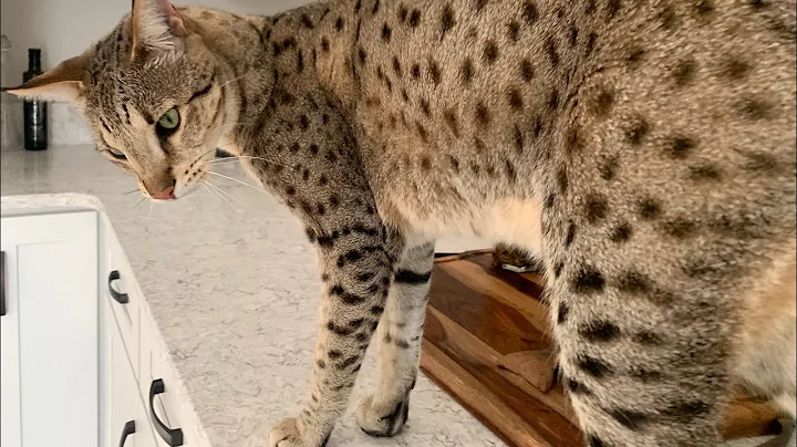 Watch the video about Big Cat Kumba Has The Loudest Purr! #cats #cute #purr