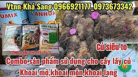 Siêu tạo củ,lớn củ đồng đều cho khoai mỡ,khoai môn, khoai lang|Vtnn Khá Sang.