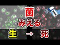 【丸見え】菌の生死が目で見える装置を使って色々な除菌液で試してみた！【実験】Possibility science challenge