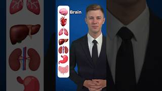 Human Body Internal Organs - English Vocabulary
