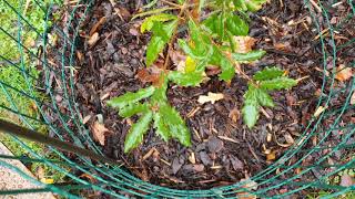 Quercus pubescens 'Cucullata' dub pýřitý šípák