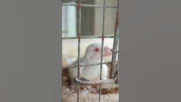 Red eye sivar Java baby birds# shorts#