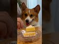 ケーキを目で追うラッキー