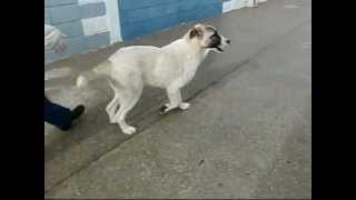 Apasos Vitoria- Edipo Ref 130261 En Adopción