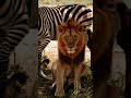 Lion and zebra #viral #animals #sabscrab #share #shortvideo