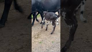 Mashona Corriente Bull Calf