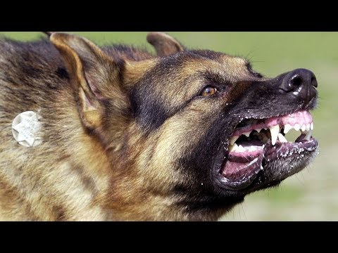 ¿Cómo es la Vida de un Perro Policía?