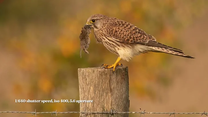 photographing kestrels