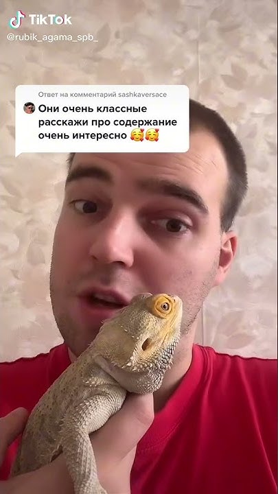 Содержание бородатой агамы - YouTube