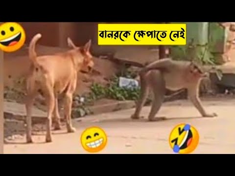 ভিডিও: আঙুল বানর কি?