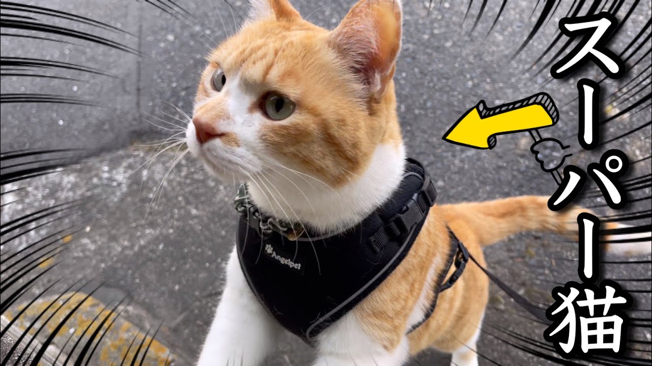 Удивительная реакция кота на стильный подарок в День Суперкота!