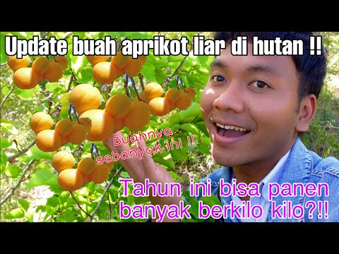 UPDATE BUAH APRIKOT LIAR DI HUTAN !! BUAHNYA BANYAK BANGET!! BONUS ANGGUR LIAR !!