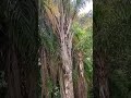 parque maeda Itu, passeio no teleférico...