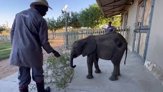 Quality Time & Photo Bombs with Baby Elephant Phabeni by HERD Elephant Orphanage South Africa 51,114 views 7 days ago 12 minutes, 58 seconds