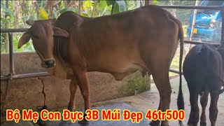 Giá Bò 15.3.2026 Phúc Báo Giá Bộ Mẹ Con Đực 3B Múi Đẹp Giá 46tr500 , Đực 3B Đỏ 20tr500 Công khai