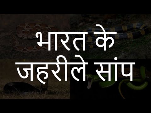 वीडियो: जहरीले सांप की प्रजाति