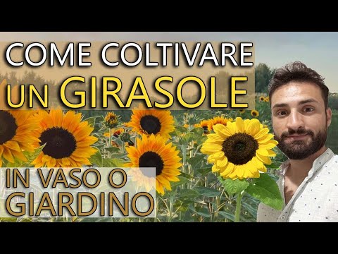 Video: Varietà di girasoli perenni – Piante di girasole perenni comuni