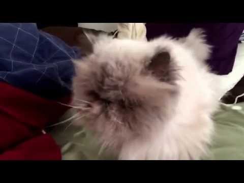 Happy Tommy'sgiving from Thomas the Cat