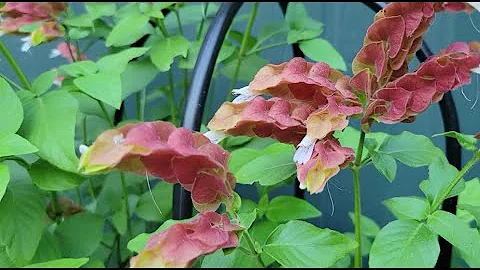 The Shrimp Plant - a drought tolerant tropical must have - DayDayNews