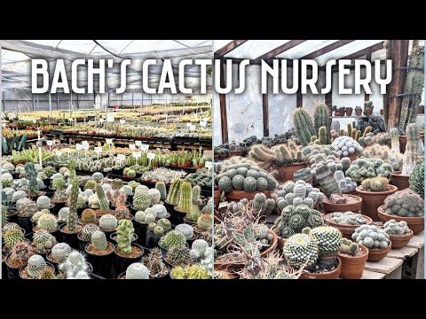 Bach's Cactus Nursery