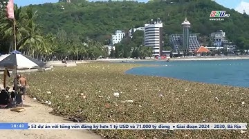 Lục bình trôi dạt về Bãi Trước, Vũng Tàu “nhiều chưa từng có” | BRTgo