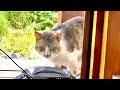 イカツイ猫がベランダにきてこの後大変なことに。。