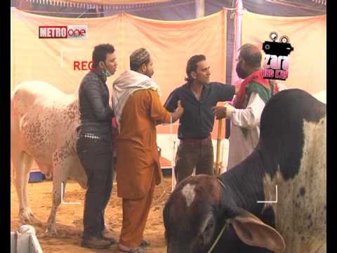 Zara Hut Kay cow purchase - YouTube
