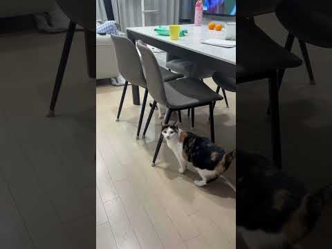놀아주지 않아서 화가 난 고양이 #고양이