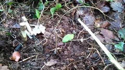 SURVIVAL TRAPS AND SNARES:Twitch up spring snare (www.seresurvivalexpert.co.uk)