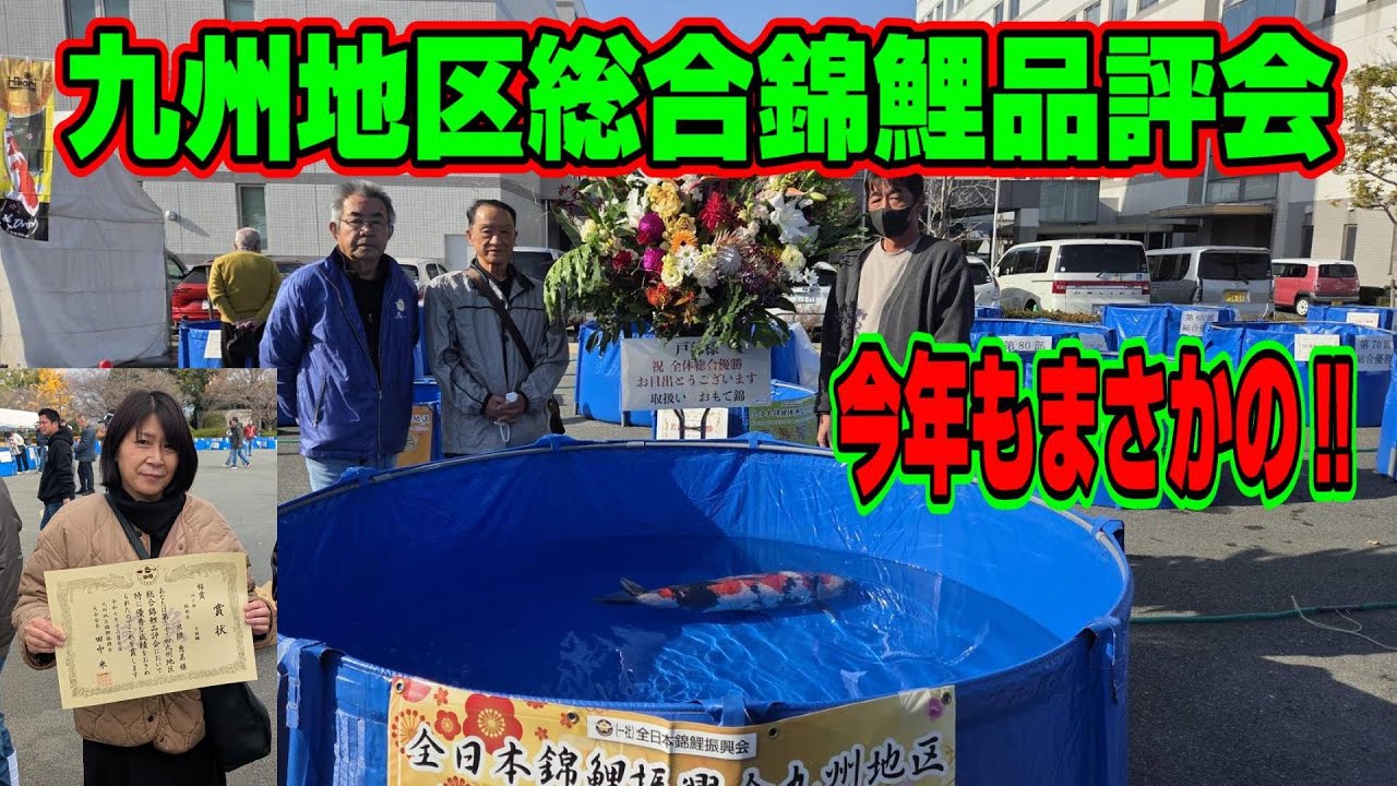 【汚池再生計画】2025『九州地区総合錦鯉品評会』今年も出品参加したら、まさか、まさかの結果に‼