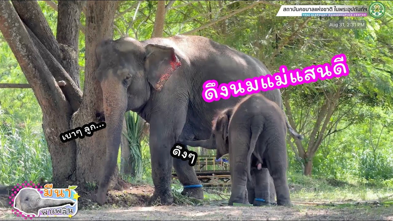 มีนา พาเพลิน 31 สิงหาคม 2567 น้องจะดึงนมแม่แสนดีแบบนี้ไม่ได้!!!