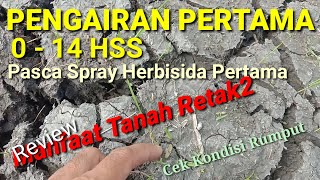 First irrigation of tabela rice spread & Benefits of cracked soil || Dry season @chamimok