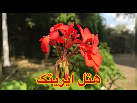 شهرک ایریتک در سرخرود کجاست