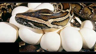Python chapter 8 and 9