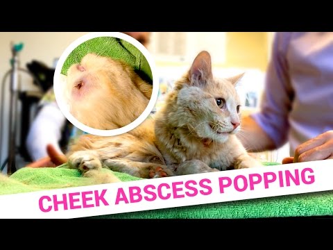 Gross Abscess Popping on Cat Face