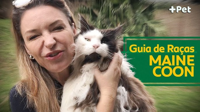 Gato gigante de quase 12 kg faz sucesso nas redes sociais 