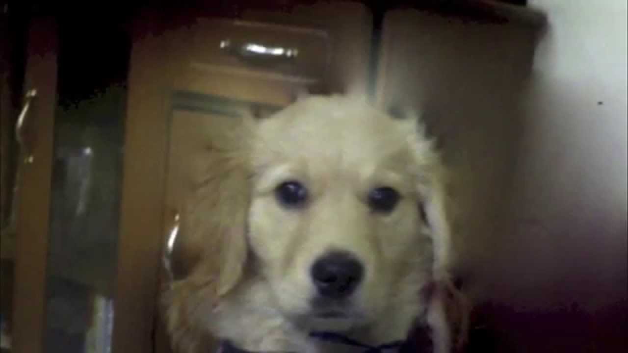 cooper the dog YouTube
