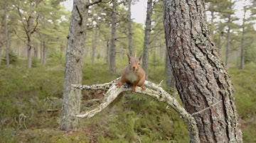 Red squirrel (Sciurus vulgaris) leaping between Scots pine tree, lands on camera, Scotland