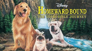 Homeward Bound The Incredible Journey 1993 Disney Film Review