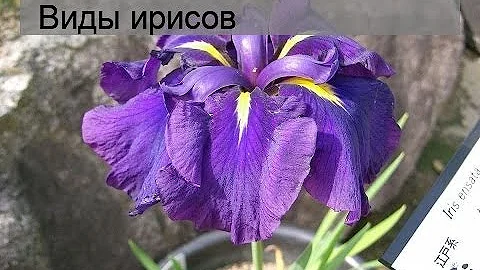 Виды ирисов