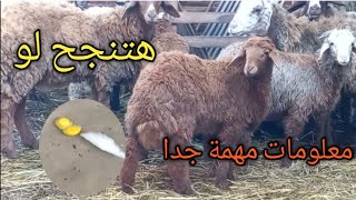 هتنجح في مشروع تربية/تسمين الأغنام لو !