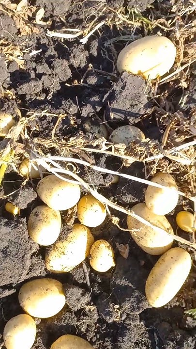 уборка картофеля сорт "Аризона" #agriculture #картофель - YouTube