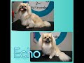 Tibetan Spaniel - Echo's Dog Grooming Trans-Fur-Mation の動画、YouTube動画。