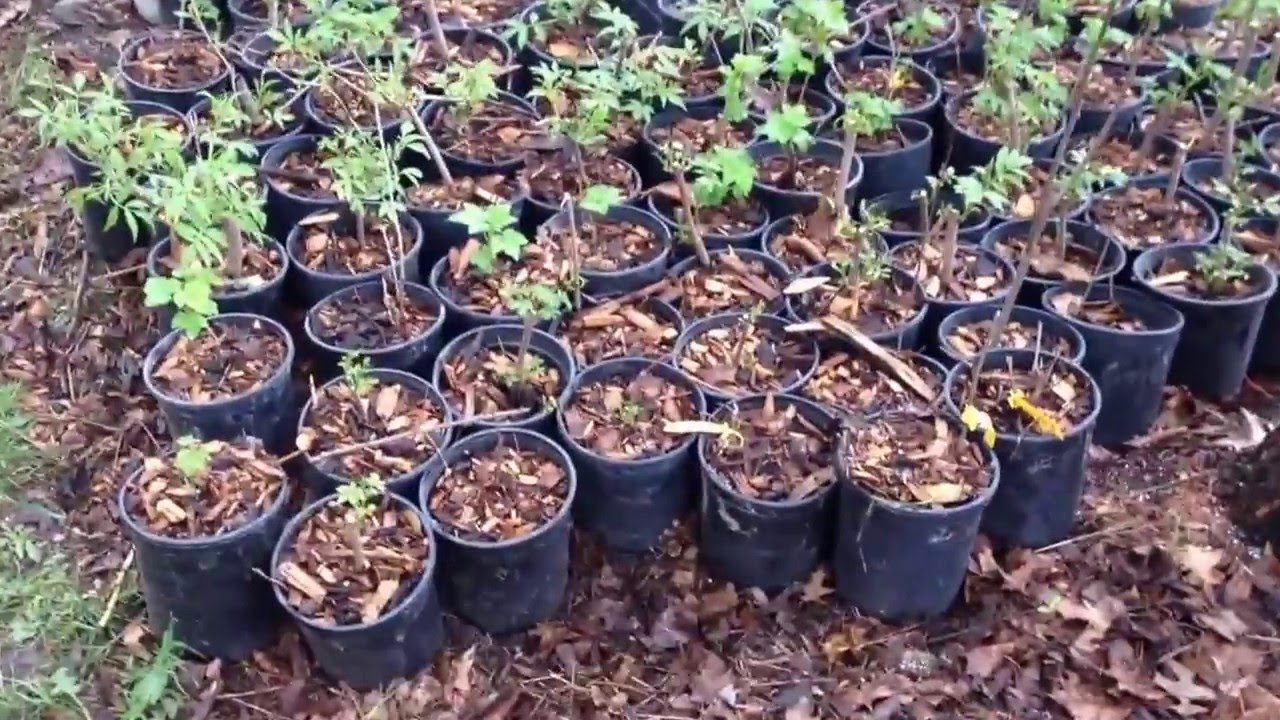 Spring plant sale 2016