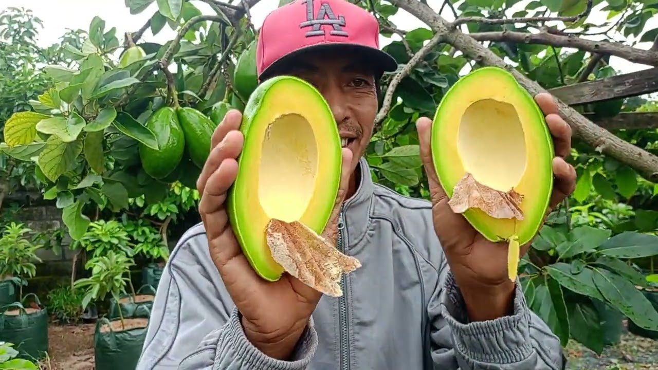 Alpukat Catalina 👍🏻