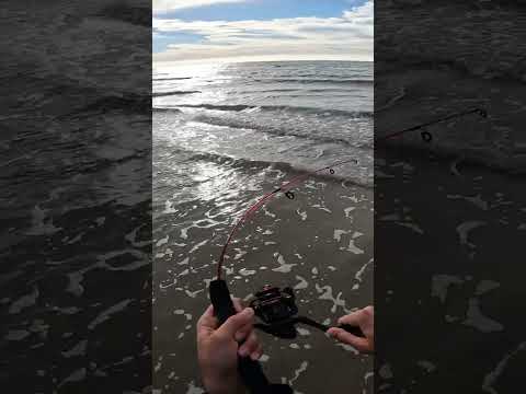FISH OF A