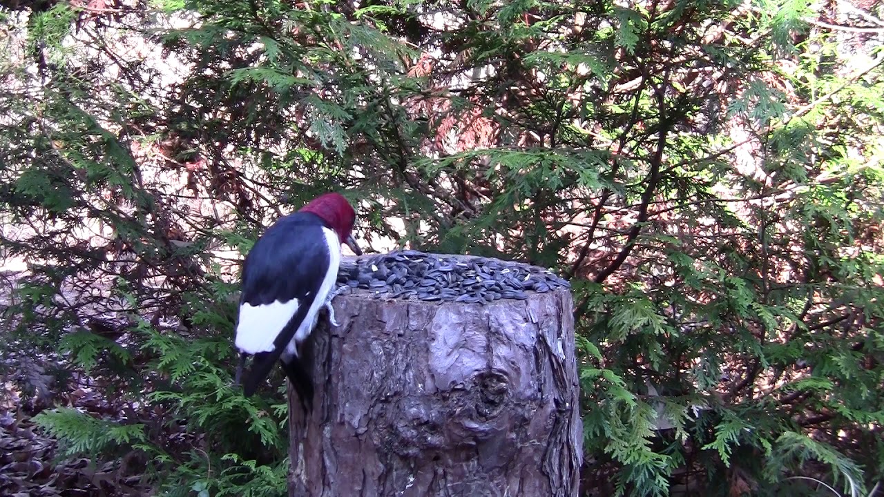Woodpeckers eating sunflower seeds. Birds YouTube