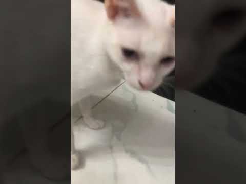 Credit for the music "the_.stu" in tiktok :)